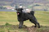 PUMI 001